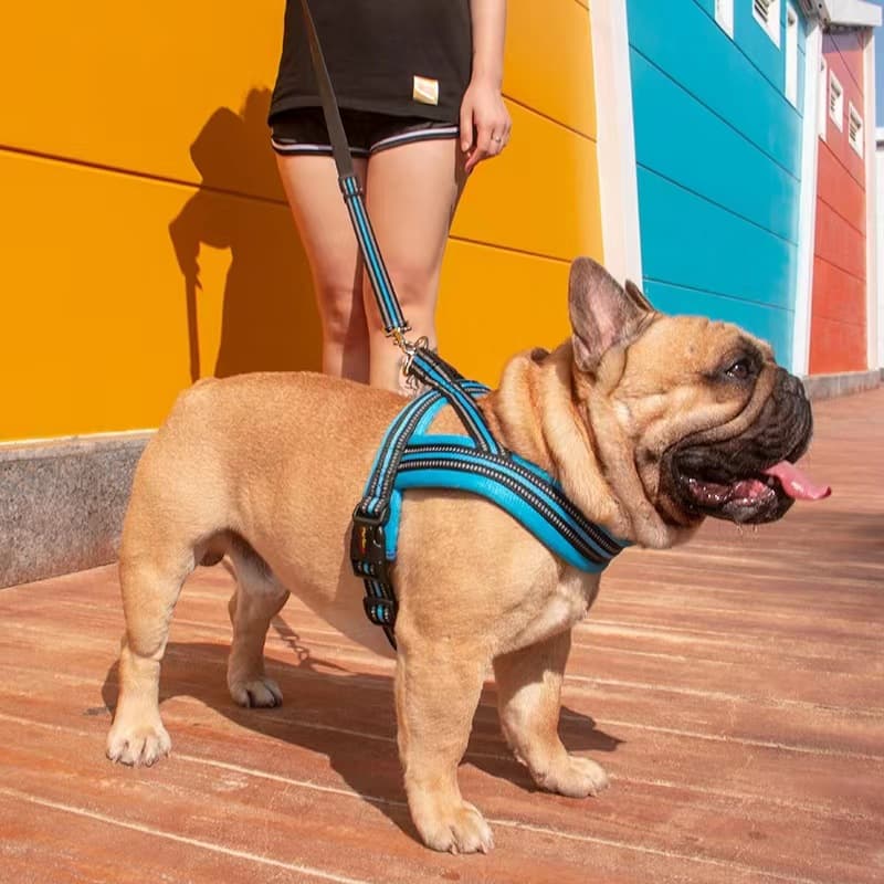 Köpek Göğüs Tasması Duo