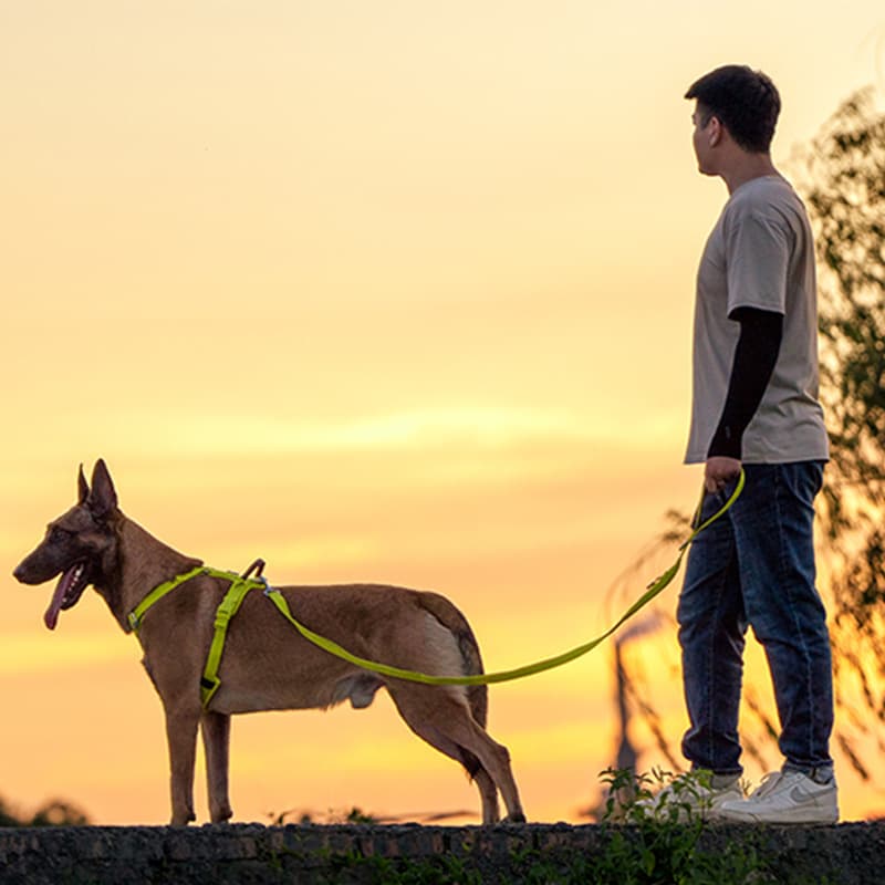 Köpek Göğüs Tasması Duo 2