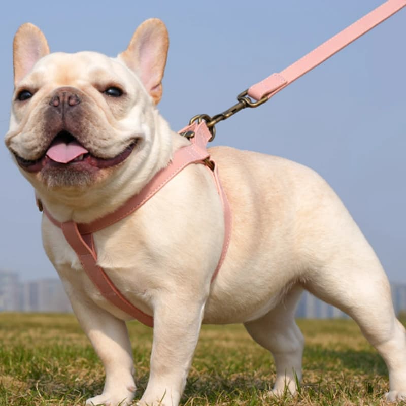 Köpek Göğüs Tasması Mini