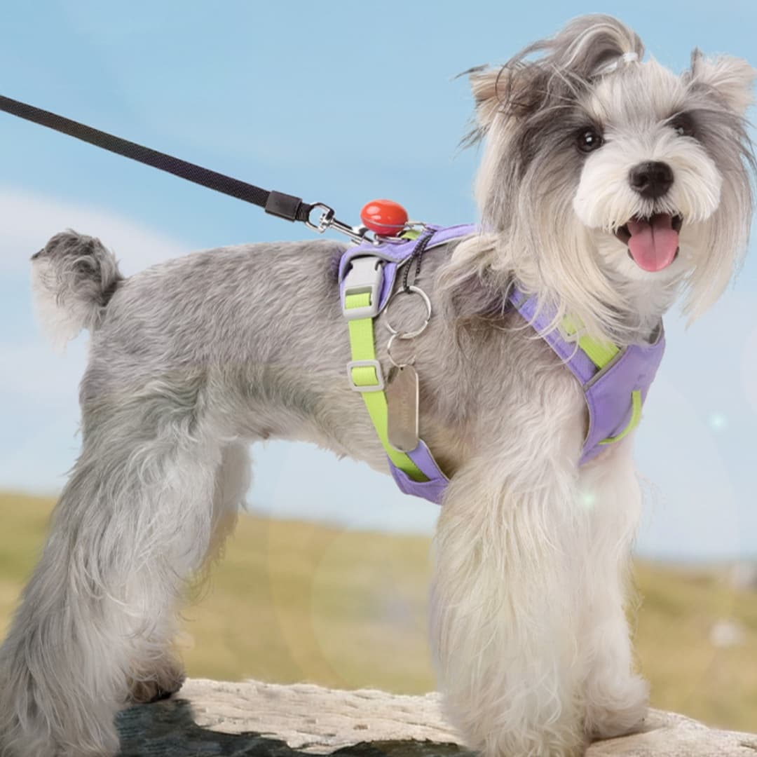 Köpek Göğüs Tasması Duo 3
