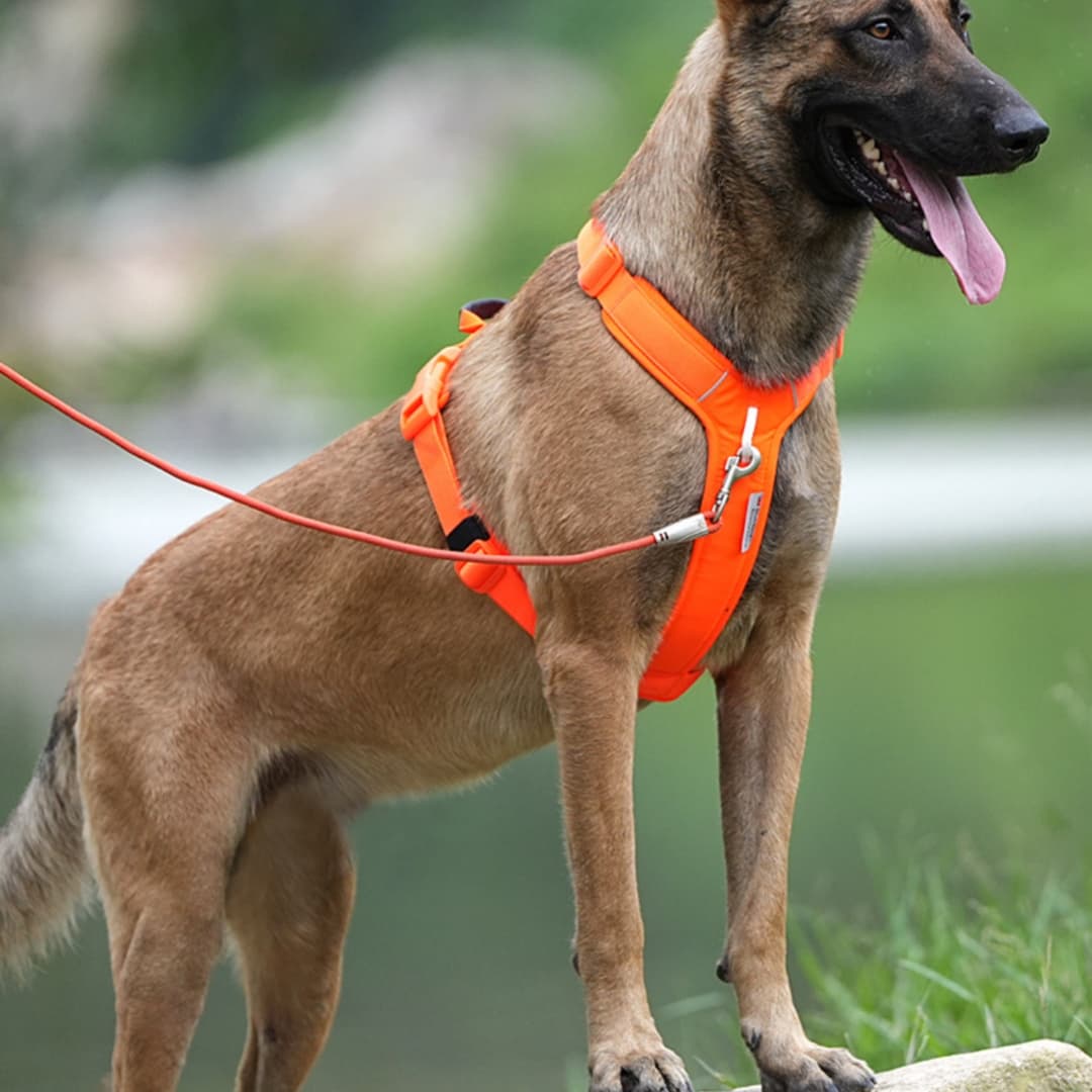 Köpek Göğüs Tasması Max