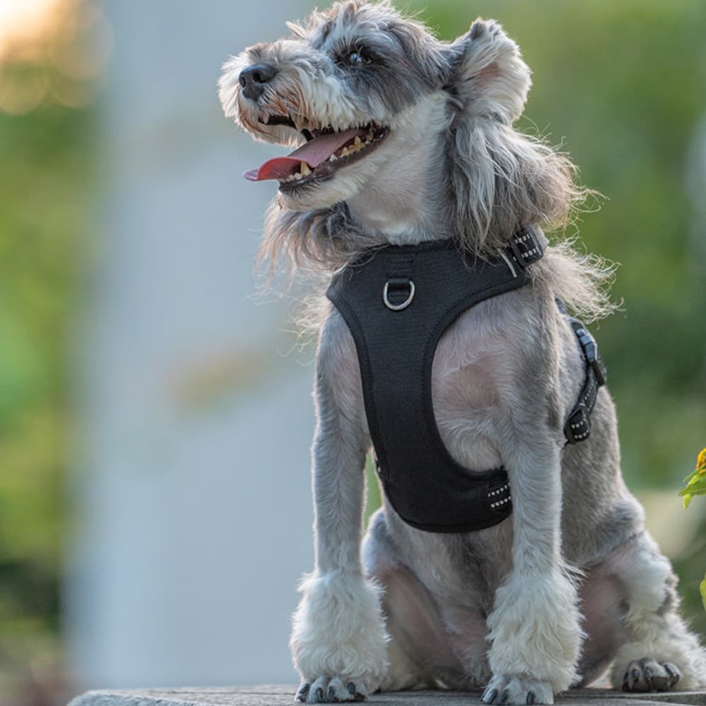 Köpek Göğüs Tasması Pro 3
