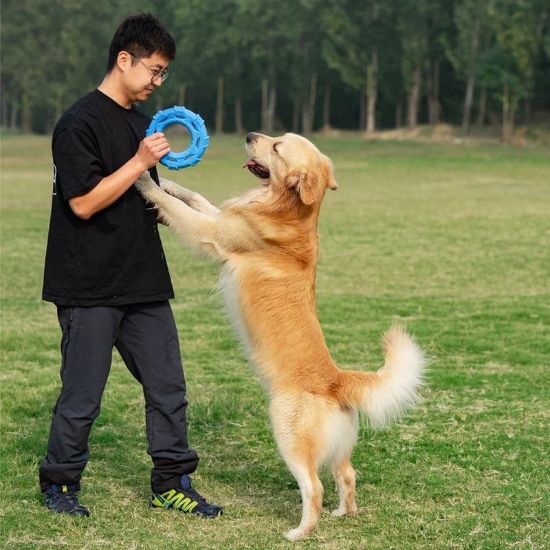 Köpek Oyuncak Duo