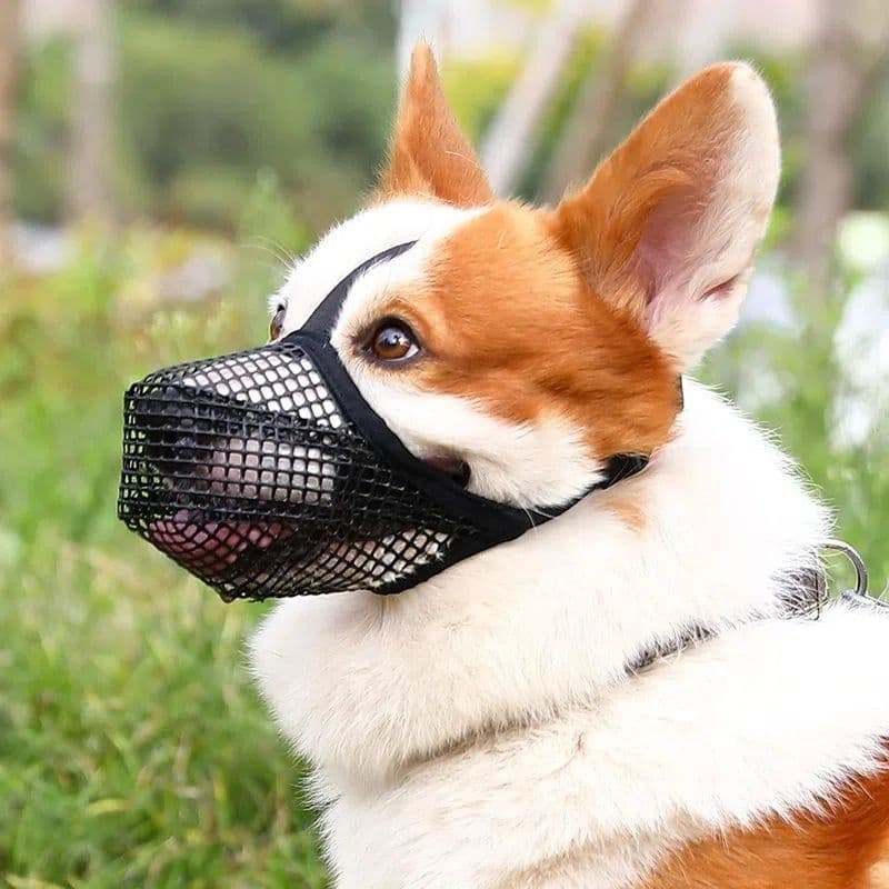 Köpek Veteriner Burunluğu Mini