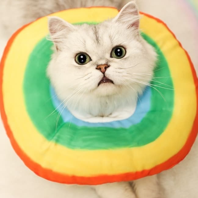 Kedi Ayarlanabilir E-Collar Koruyucu Koni Pro