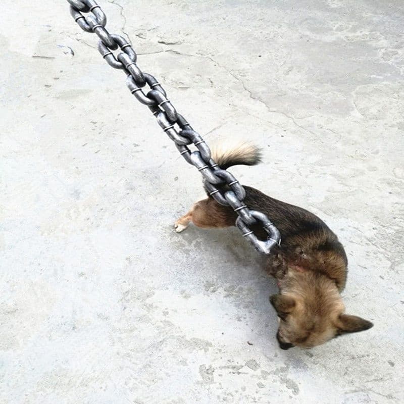 Köpek Çekme Halat Oyuncağı Duo